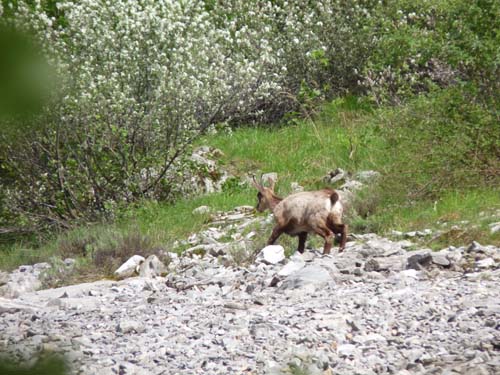 130601_Valle-Gesso_Entracque_048