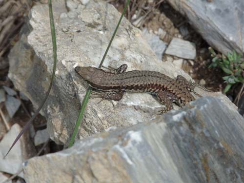 130601_Valle-Gesso_Entracque_085