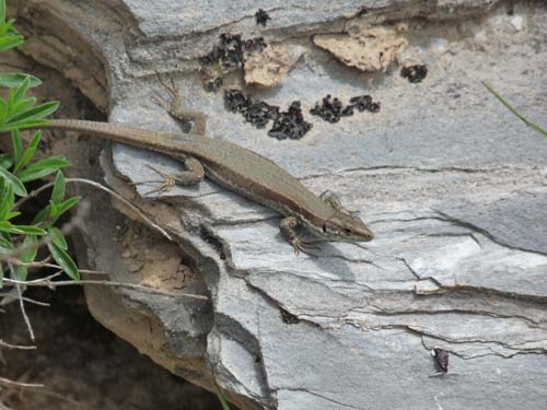 130601_Valle-Gesso_Entracque_087