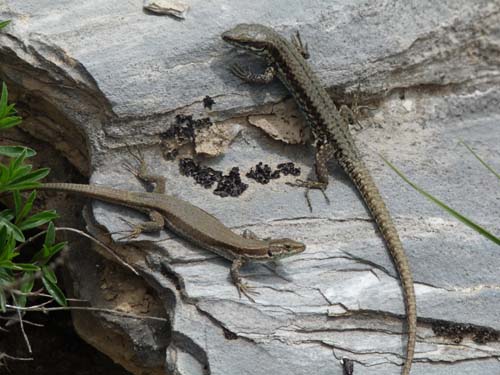 130601_Valle-Gesso_Entracque_089