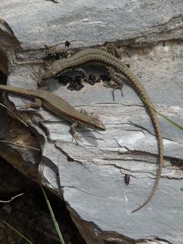 130601_Valle-Gesso_Entracque_091