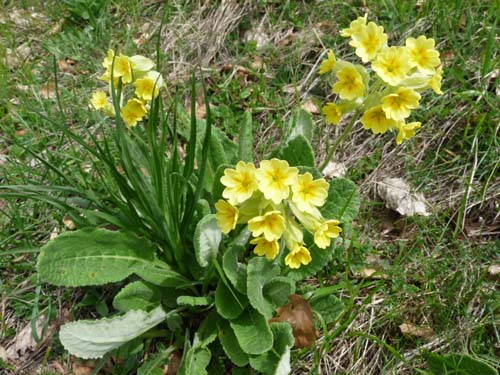 130601_Valle-Gesso_Entracque_099