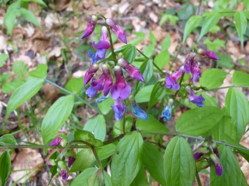 130601_Valle-Gesso_Entracque_175