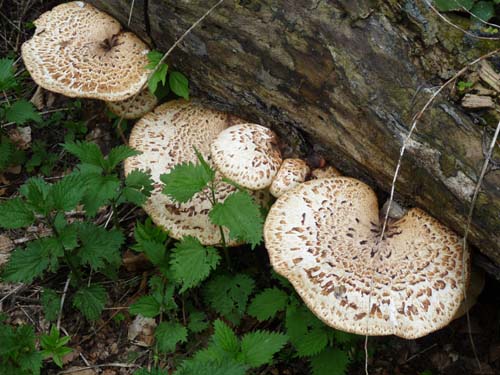 130601_Valle-Gesso_Entracque_186