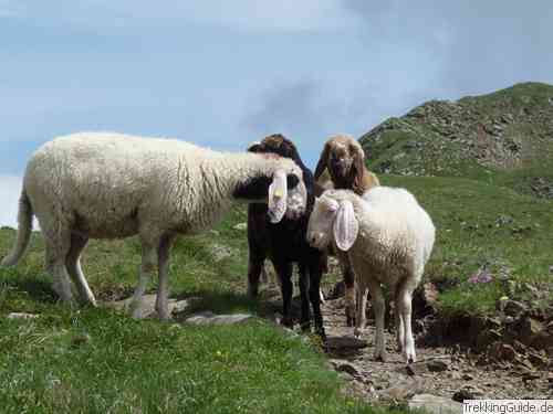 Schafe Alm
