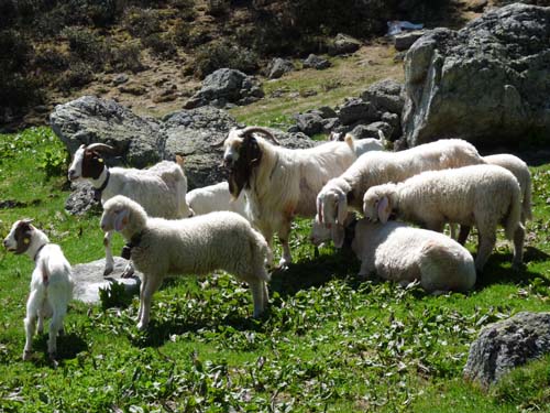 06-Breitbichl-Klapfbergalm-040