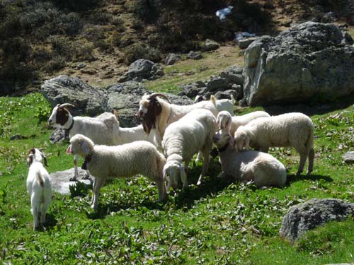 06-Breitbichl-Klapfbergalm-041