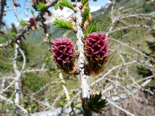 06-Breitbichl-Klapfbergalm-139