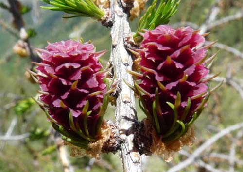 06-Breitbichl-Klapfbergalm-139a