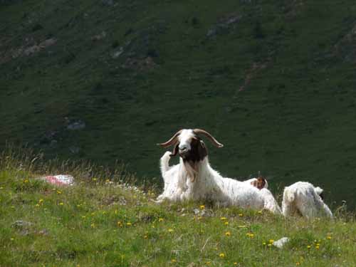 Ultental-2-Breitbichl-Urlaerchen-010