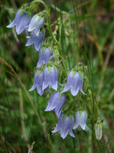Ultental-2-Breitbichl-Urlaerchen-024