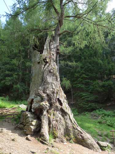 Ultental-2-Breitbichl-Urlaerchen-026