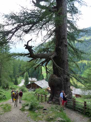Ultental-2-Breitbichl-Urlaerchen-029