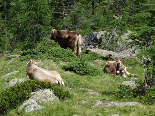 Ultental-4-Pilsbergalmen-093