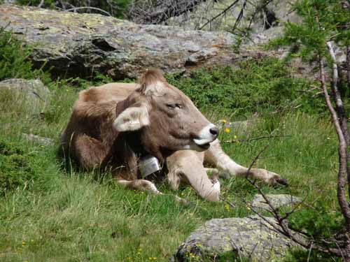 Ultental-4-Pilsbergalmen-094