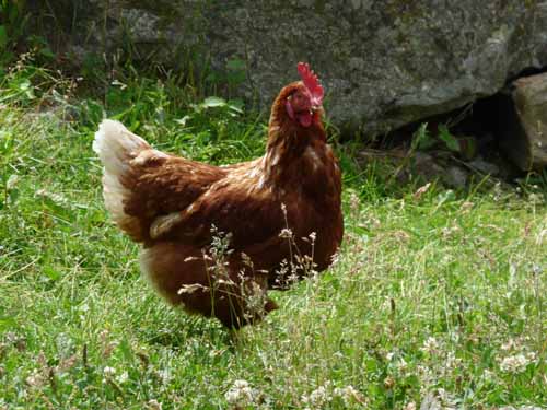 Ultental-5-Spitzer-Pfandl-Seegruben-Alm-153