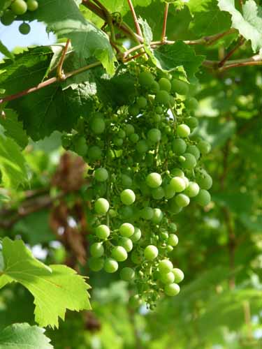 Ultental-6-Marlinger-Wege-177