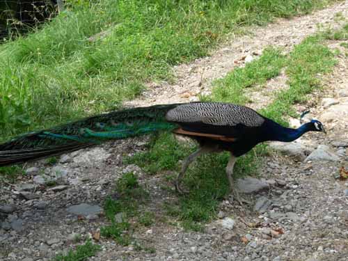 Ultental-6-Marlinger-Wege-194