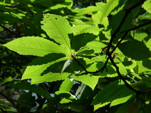 Ultental-6-Marlinger-Wege-209