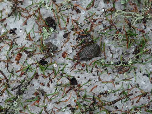 Ultental-7-Kofelraster-Seen-271