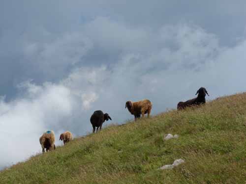 Ultental-8-Grosser-Laugen-453