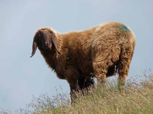 Ultental-8-Grosser-Laugen-454