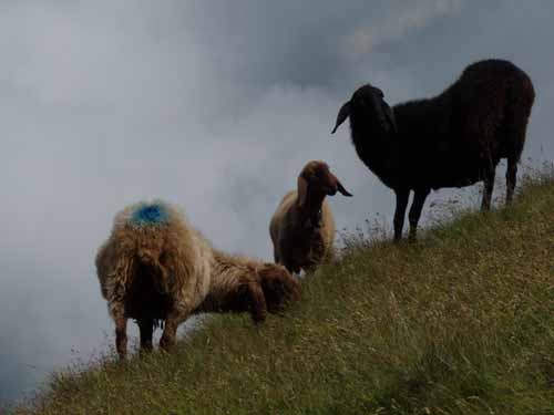 Ultental-8-Grosser-Laugen-456