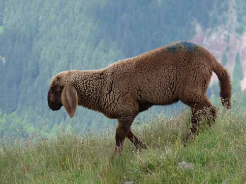 Ultental-8-Grosser-Laugen-457