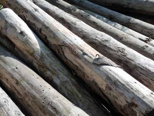 Ultental-8-Grosser-Laugen-474