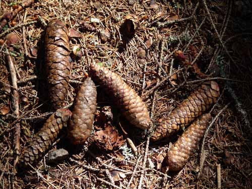 Ultental-8-Grosser-Laugen-477