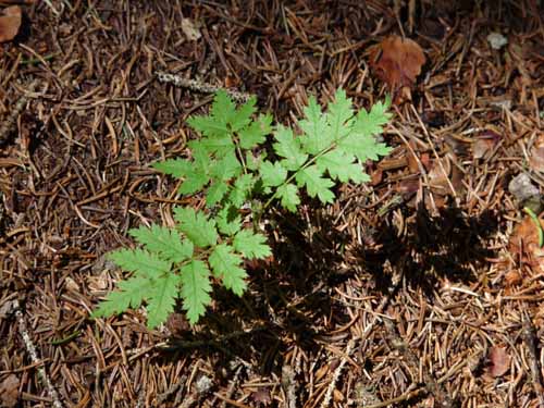 Ultental-8-Grosser-Laugen-481