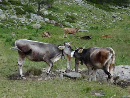 Ultental-9-Peilstein-533