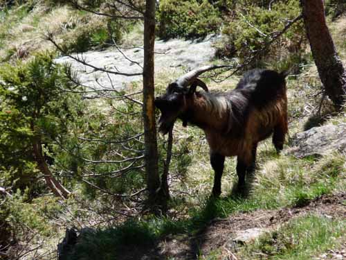 0495-Pilsbergalmen-Weissbrunnsee