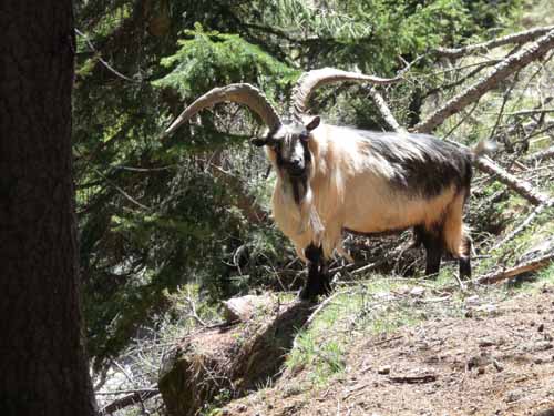 0499-Pilsbergalmen-Weissbrunnsee