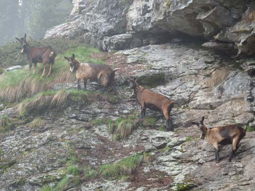 03-Pilsbergalmen-Weissbrunnsee-045