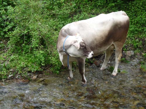 03-Pilsbergalmen-Weissbrunnsee-070