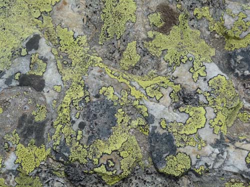 09-Steinrast-Koflraster-Seen-Sirmian-101