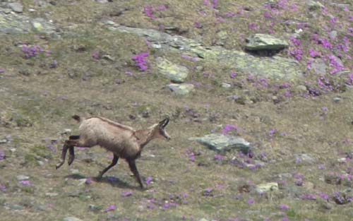 09-Steinrast-Koflraster-Seen-Sirmian-107a