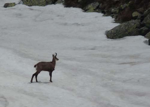 09-Steinrast-Koflraster-Seen-Sirmian-117a
