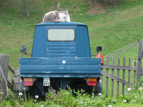 Katze und Ape Ultental