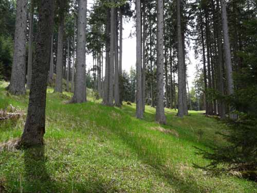 0571-Vigiljoch-NaturnserAlm