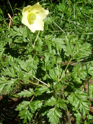 05-Vigiljoch-Mariolberger-Alm-006