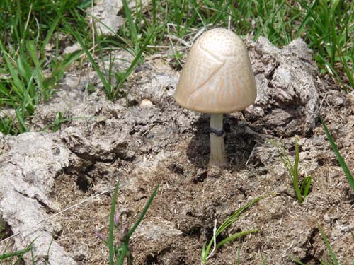 05-Vigiljoch-Mariolberger-Alm-061