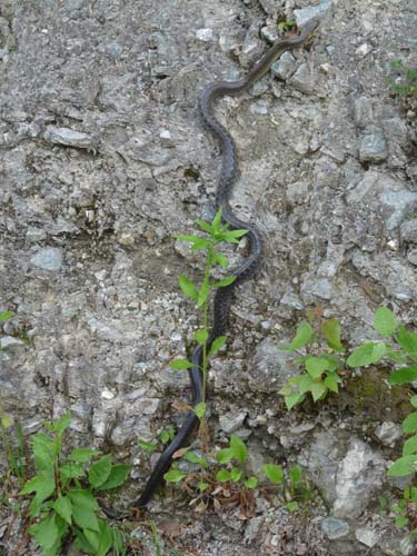 130604_Voellaner-Badl_Meran_024