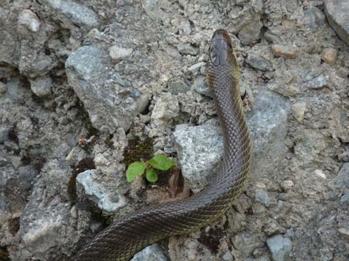 130604_Voellaner-Badl_Meran_029