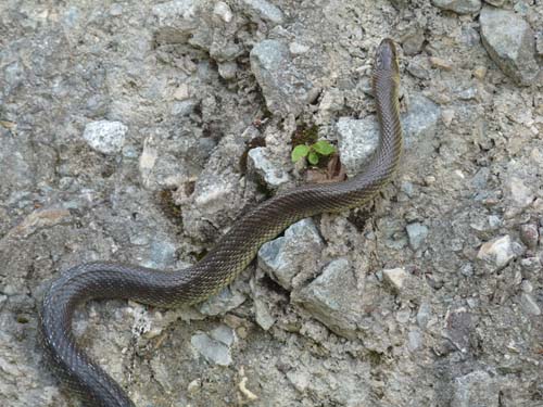 130604_Voellaner-Badl_Meran_030