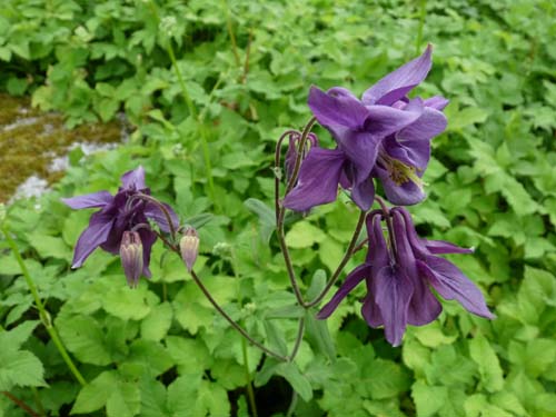 130604_Voellaner-Badl_Meran_046