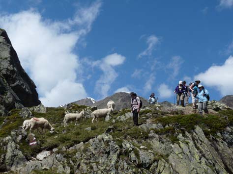 Bergwanderer und Schafe