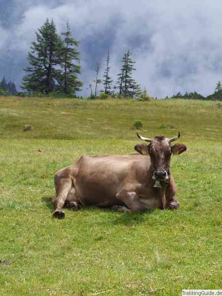 Kuh, Alm, Vorarlberg