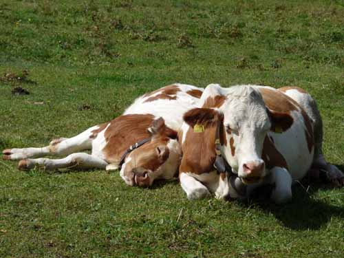 Lechtaler-Dremelspitz-807